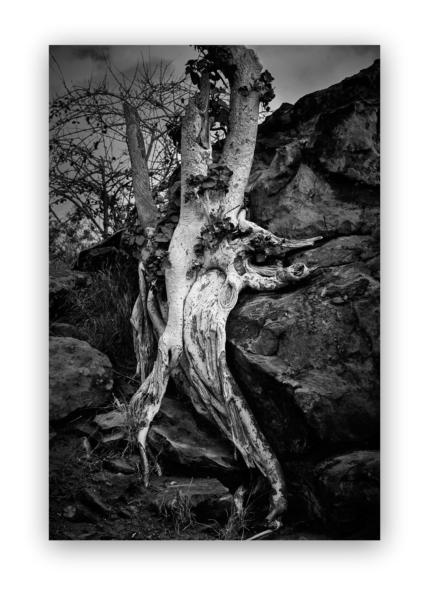 African fine art photography — from the African wilderness to your wall